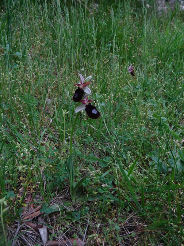 Ophrys bertolonii subsp. benacensis